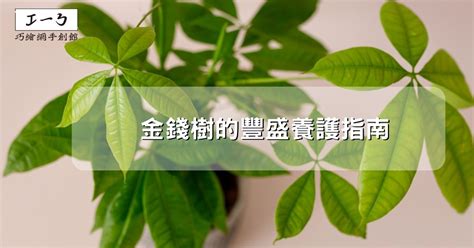 金錢樹 花|金錢樹的豐盛養護指南：吸引財富與繁榮 